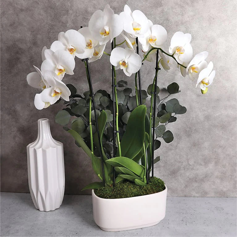 Elegant White Orchid