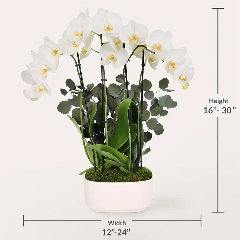 Elegant White Orchid