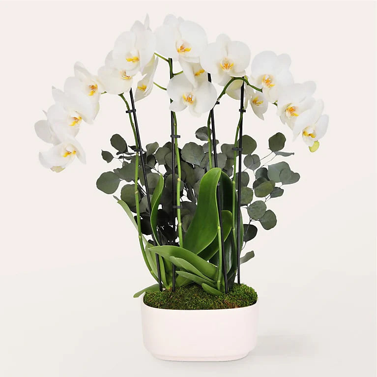 Elegant White Orchid