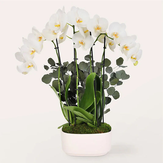 Elegant White Orchid