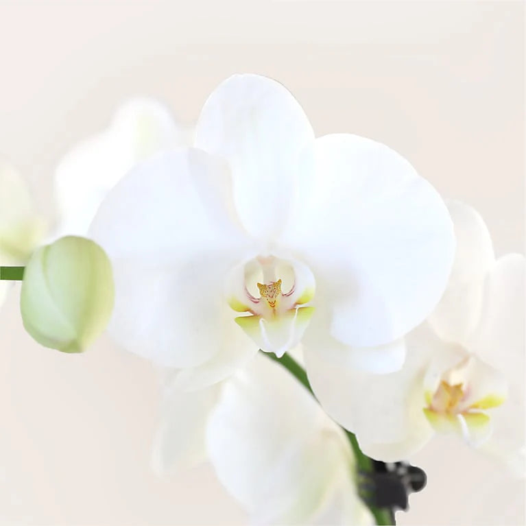Elegant White Orchid
