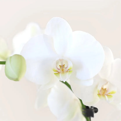 Elegant White Orchid