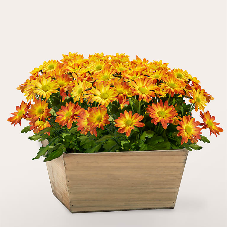 Blooming Bronze Garden